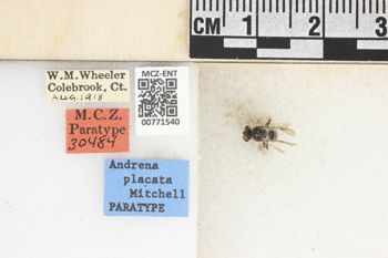 Media type: image;   Entomology 771540 Aspect: Labels